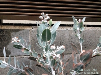 プレウロカルパ (Eucalyptus pleurocarpa)