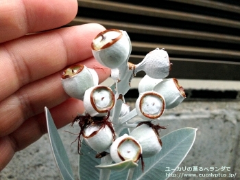 プレウロカルパ (Eucalyptus pleurocarpa)