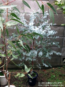 シネレア(銀丸葉) (Eucalyptus cinerea)