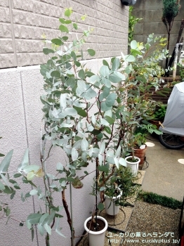 ギリー (Eucalyptus gillii)