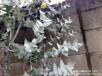 ギリー (Eucalyptus gillii)