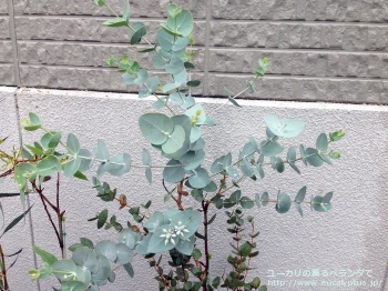 ウンキナータ (Eucalyptus uncinata)