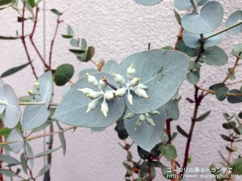 ウンキナータ (Eucalyptus uncinata)