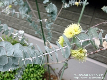 クルセアナ (Eucalyptus kruseana)