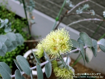 クルセアナ (Eucalyptus kruseana)