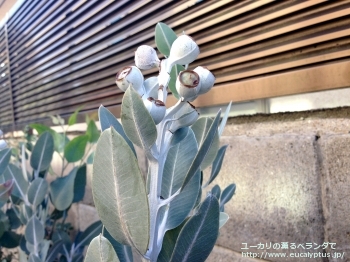 プレウロカルパ (Eucalyptus pleurocarpa)