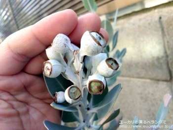 プレウロカルパ (Eucalyptus pleurocarpa)