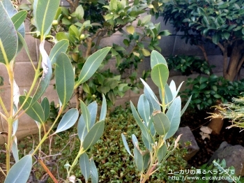 エクストリカ (Eucalyptus extrica)