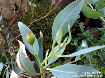 エクストリカ (Eucalyptus extrica)