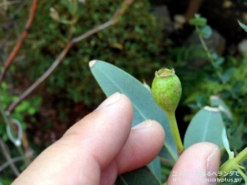 エクストリカ (Eucalyptus extrica)