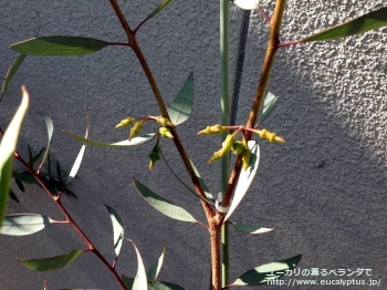 トルクァータ (Eucalyptus torquata)