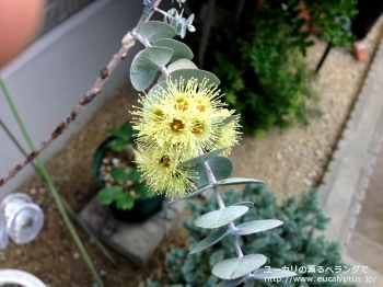 クルセアナ (Eucalyptus kruseana)