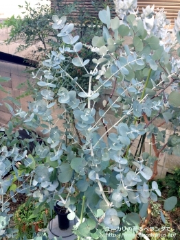 アーニゲラ (Eucalyptus urnigera)