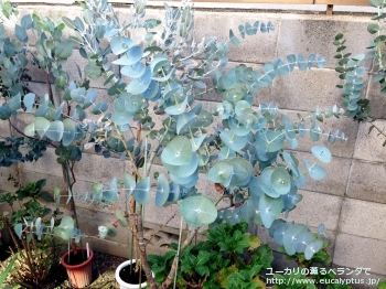 ペリニアナ (Eucalyptus perriniana)