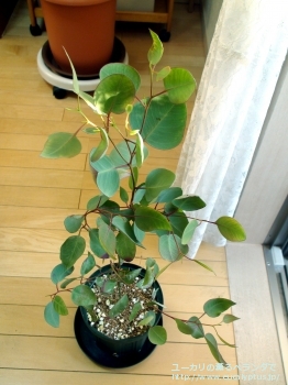 クレイドカリックス・ナナ (Eucalyptus cladocalyx nana)