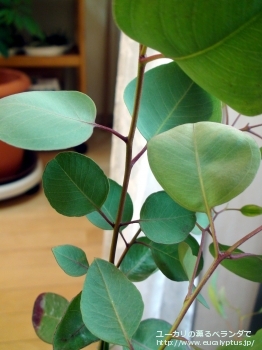 クレイドカリックス・ナナ (Eucalyptus cladocalyx nana)