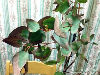 fancyboxクレイドカリックス・ナナ(Eucalyptus cladocalyx nana)の画像11