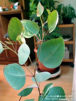 クレイドカリックス・ナナ (Eucalyptus cladocalyx nana)