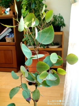 クレイドカリックス・ナナ (Eucalyptus cladocalyx nana)