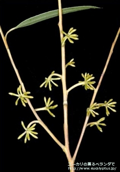 fancyboxクレイドカリックス・ナナ(Eucalyptus cladocalyx nana)の画像3
