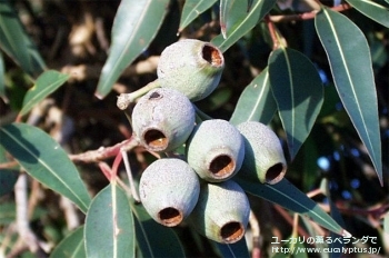 クレイドカリックス・ナナ (Eucalyptus cladocalyx nana)