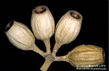 クレイドカリックス・ナナ (Eucalyptus cladocalyx nana)