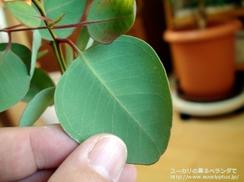 クレイドカリックス・ナナ (Eucalyptus cladocalyx nana)