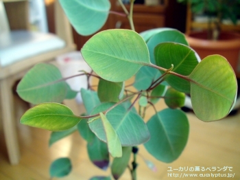 クレイドカリックス・ナナ (Eucalyptus cladocalyx nana)