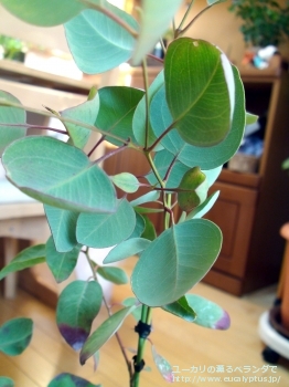 クレイドカリックス・ナナ (Eucalyptus cladocalyx nana)