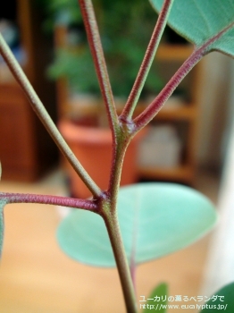 クレイドカリックス・ナナ (Eucalyptus cladocalyx nana)