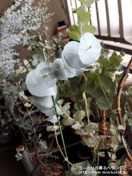 ペリニアナ (Eucalyptus perriniana)