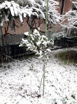 メリオドラ (Eucalyptus melliodora)