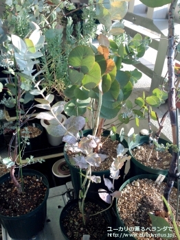 ゴンギロカルパ (Eucalyptus gongylocarpa)