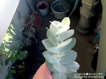 ゴンギロカルパ (Eucalyptus gongylocarpa)