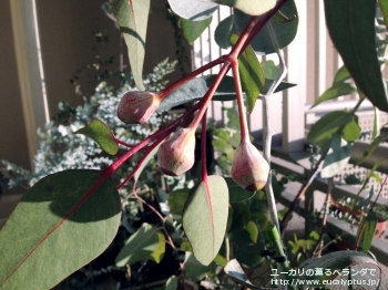 カエシア・マグナ (Eucalyptus caesia ssp. magna)