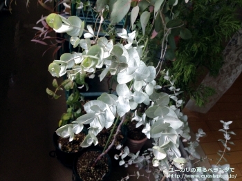 アルビダ (Eucalyptus albida)