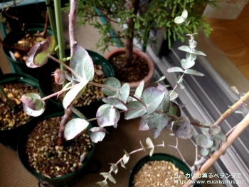 アルビダ (Eucalyptus albida)