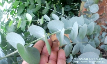 シネレア(銀丸葉) (Eucalyptus cinerea)