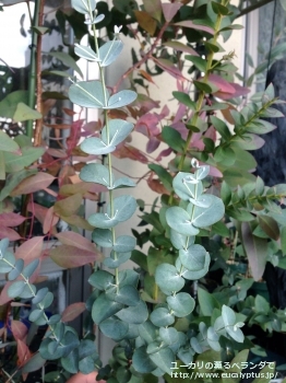 アーチェリ (Eucalyptus archeri)