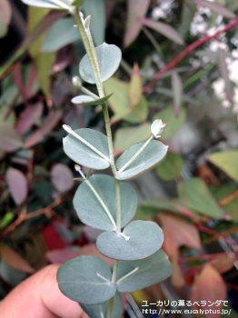 アーチェリ (Eucalyptus archeri)