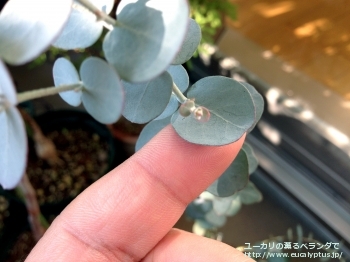 グニー・ディバリカタ (Eucalyptus gunnii ssp. divaricata)