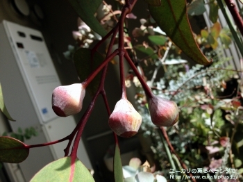 カエシア・マグナ (Eucalyptus caesia ssp. magna)