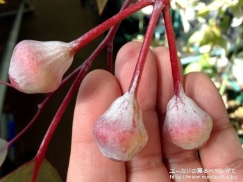 カエシア・マグナ (Eucalyptus caesia ssp. magna)