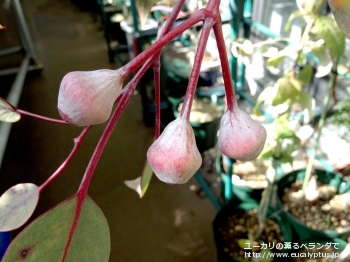 カエシア・マグナ (Eucalyptus caesia ssp. magna)