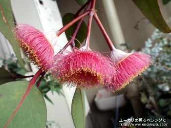 カエシア・マグナ (Eucalyptus caesia ssp. magna)