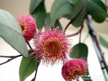 カエシア・マグナ (Eucalyptus caesia ssp. magna)