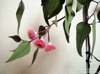 カエシア・マグナ (Eucalyptus caesia ssp. magna)