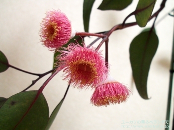 カエシア・マグナ (Eucalyptus caesia ssp. magna)