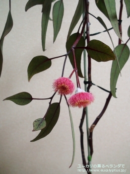 カエシア・マグナ (Eucalyptus caesia ssp. magna)