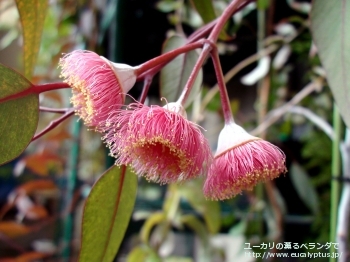 fancyboxカエシア・マグナ(Eucalyptus caesia ssp. magna)の画像5